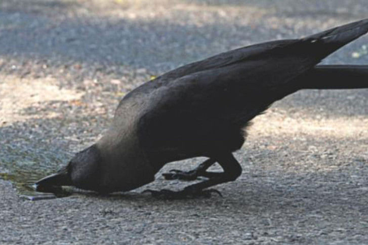 crow-heat-wave crow-heat-wave