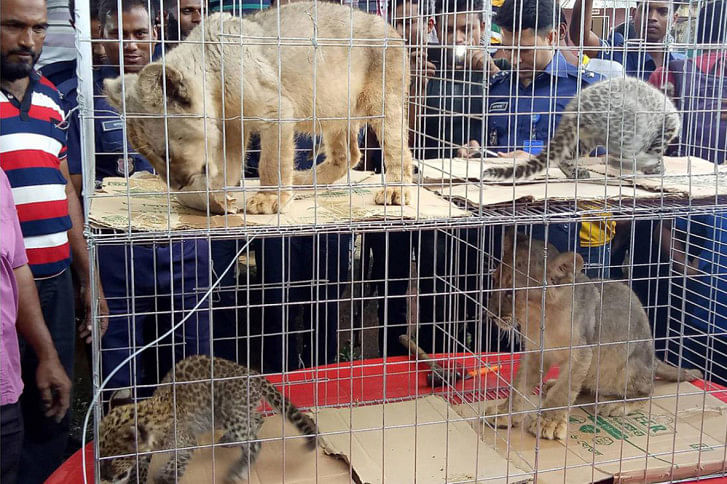 cubs of lion, leopards rescued cubs of lion, leopards rescued