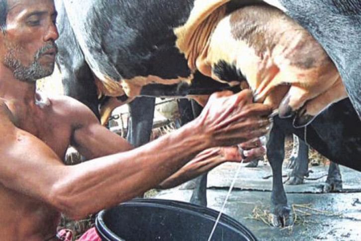 dairy farmer dairy farmer