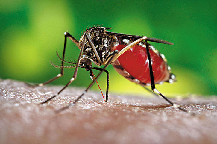 Dengue Dengue