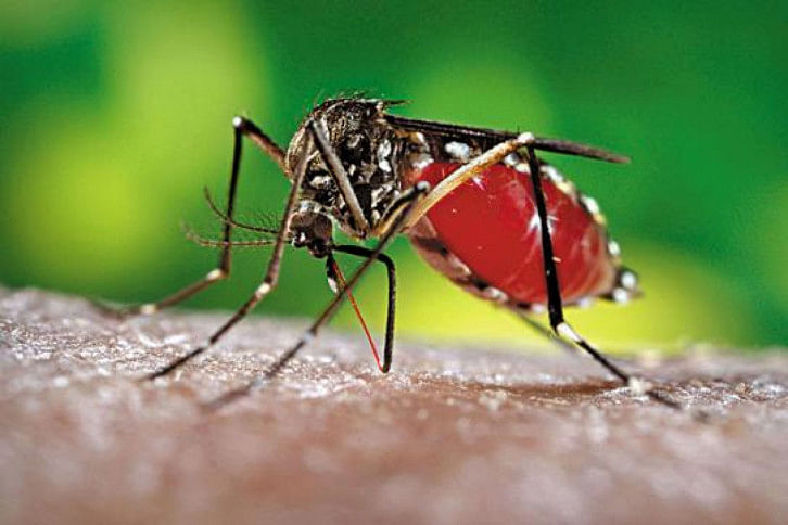 dengue dengue