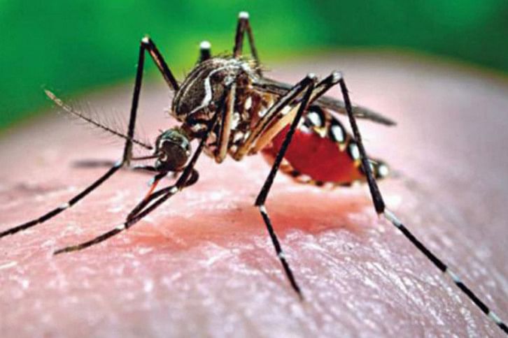 dengue dengue