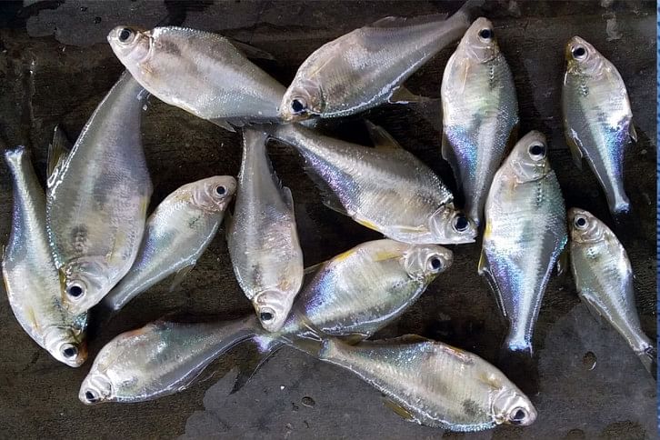 Dhela_Fish_24Apr21.jpg Dhela_Fish_24Apr21.jpg