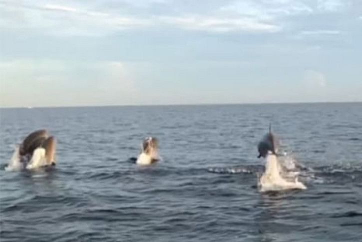 dolphin-1.jpg dolphin-1.jpg
