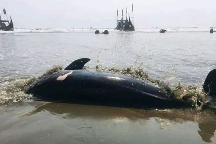 Dolphin_Cox'sbazar Dolphin_Cox'sbazar