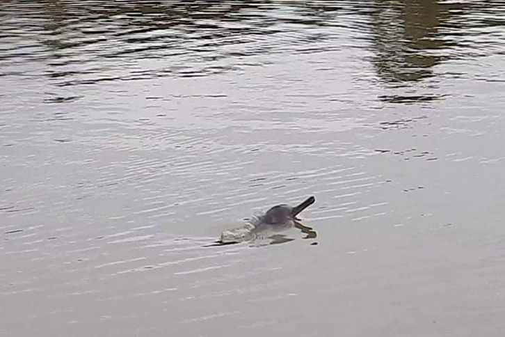 Dolphin_Halda1.jpg Dolphin_Halda1.jpg