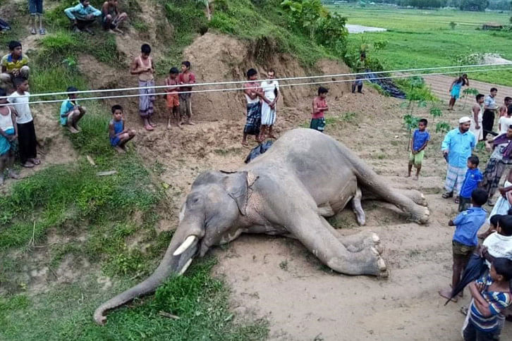 Endangered_Elephant_Coxsbaz.jpg Endangered_Elephant_Coxsbaz.jpg