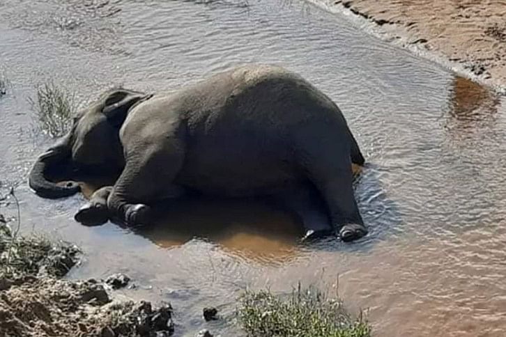 Endangered_Elephant_Lama.jpg Endangered_Elephant_Lama.jpg