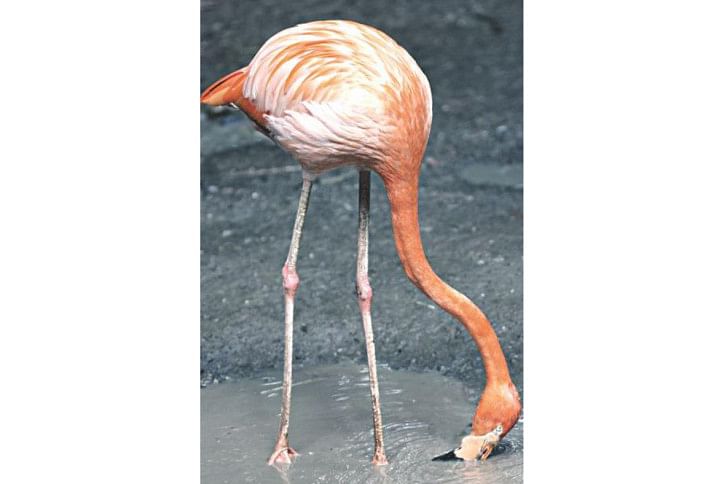 Flamingo Flamingo