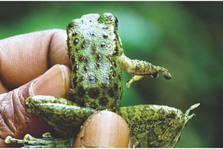 Frog Frog
