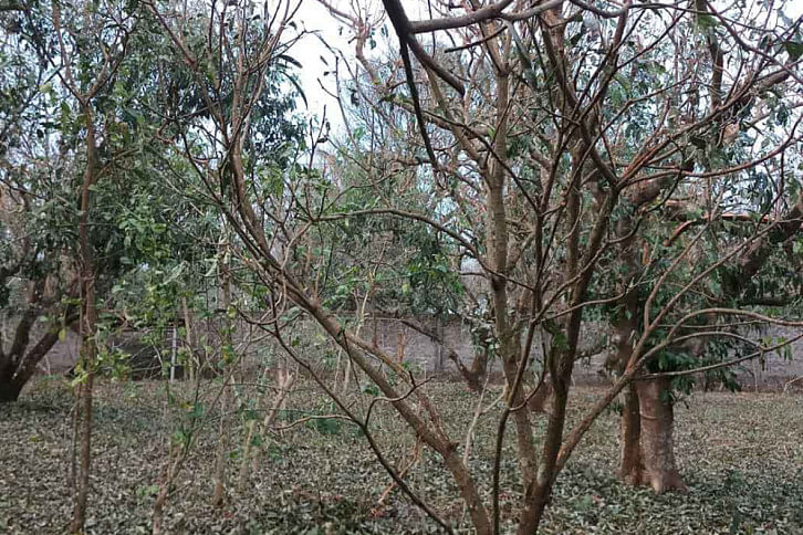 Gazipur Lichiless tree Gazipur Lichiless tree
