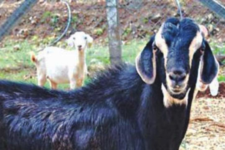 goat goat