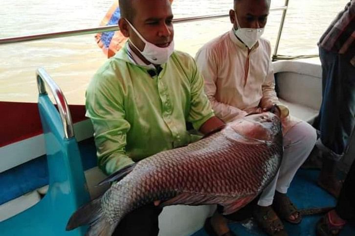 Halda_Fish.jpg Halda_Fish.jpg