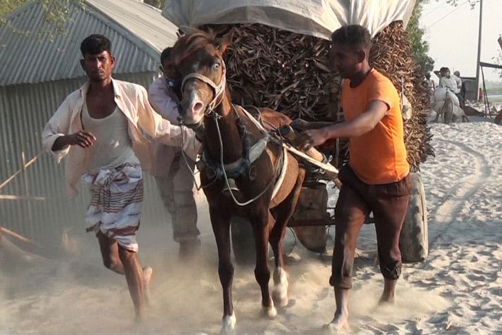 Horse_Lalmonirhat.jpg Horse_Lalmonirhat.jpg