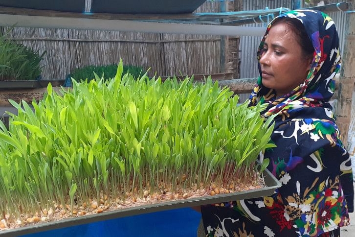 Hydroponic grass.jpg Hydroponic grass.jpg