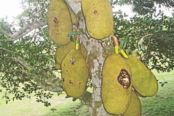 jackfruits jackfruits