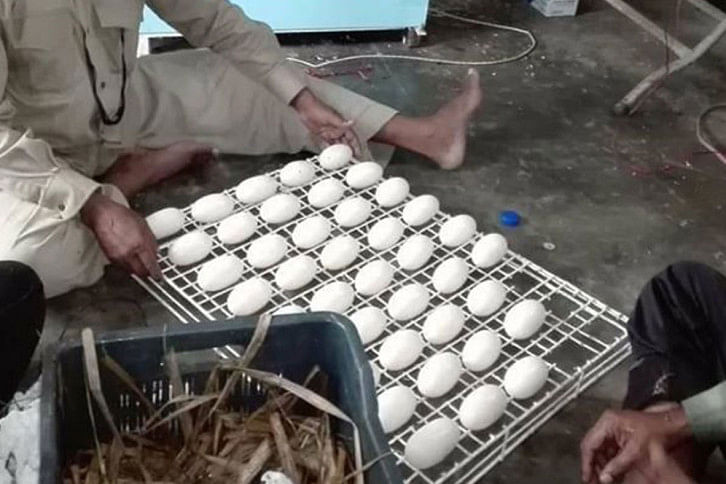 Karamjal_Crocodile_egg.jpg Karamjal_Crocodile_egg.jpg