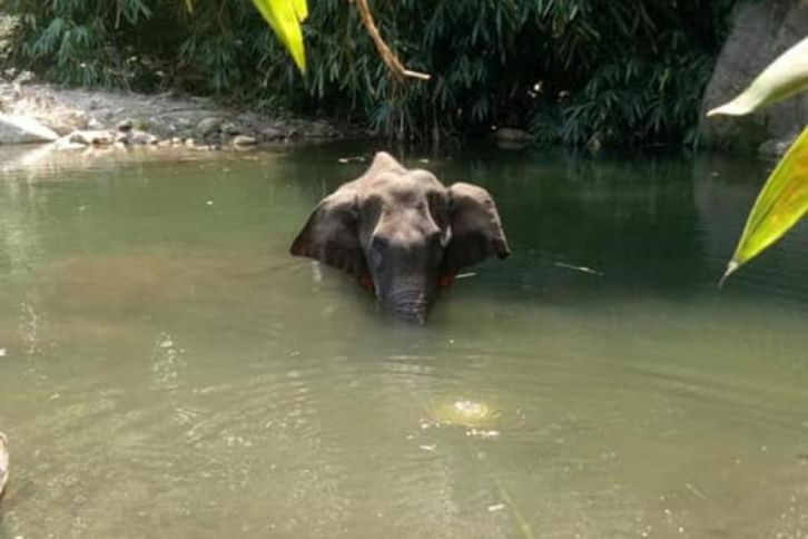 Kerala elephant-1.jpg Kerala elephant-1.jpg