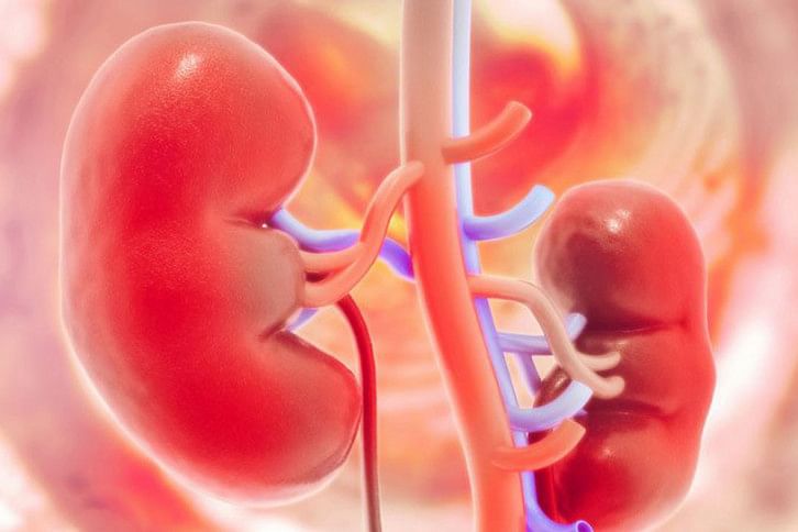 Kidney Kidney