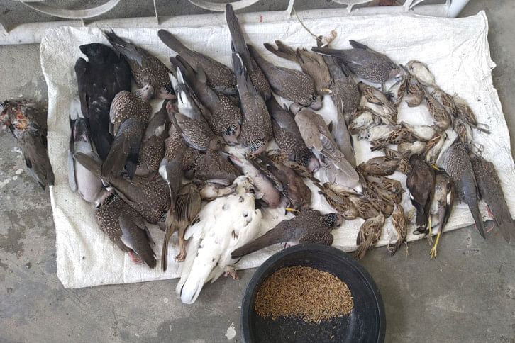 Lalmonirhat birds killing Lalmonirhat birds killing