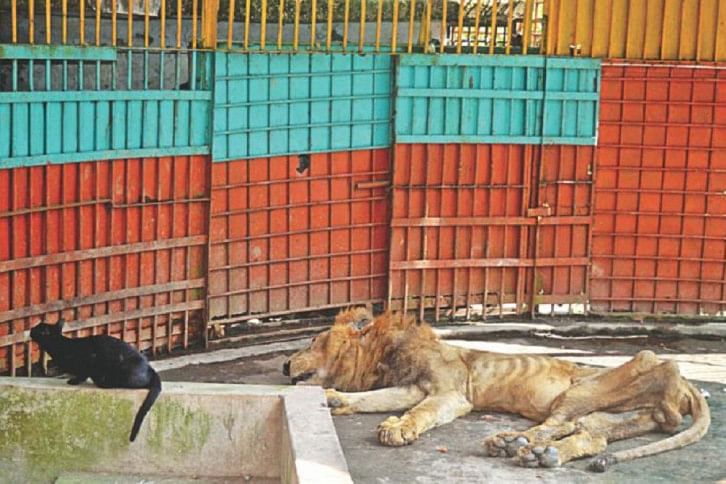 Lion at Comilla Zoo Lion at Comilla Zoo