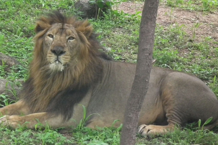 Lion.jpg Lion.jpg