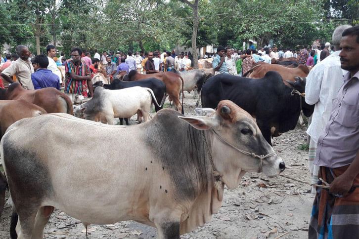 local cattle local cattle
