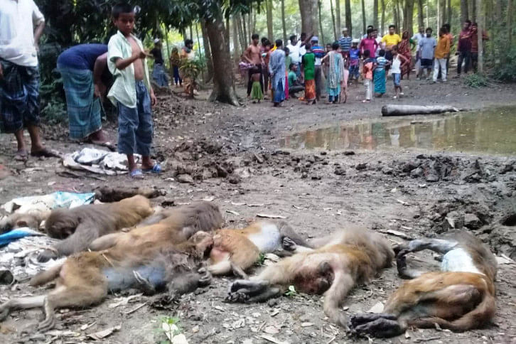Madaripur monkey killing.jpg Madaripur monkey killing.jpg