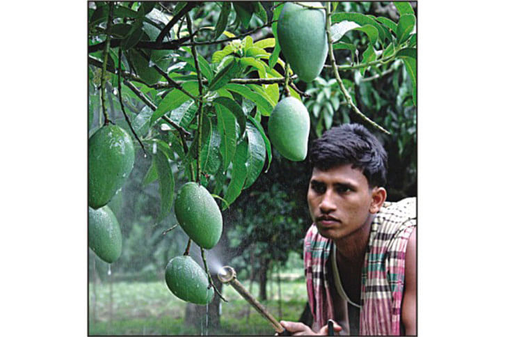 Mango Mango