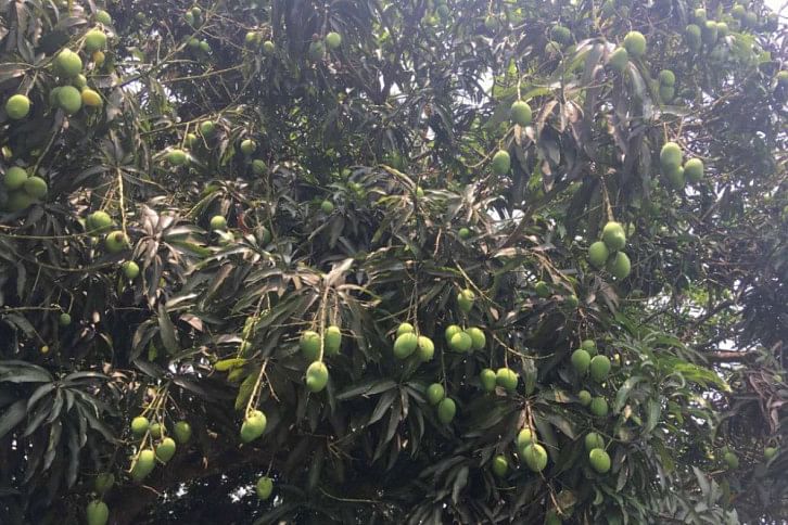 mango harvest mango harvest