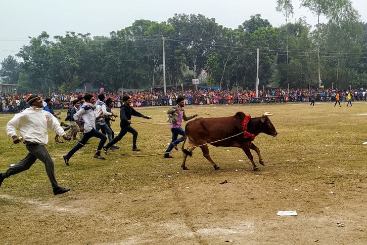 Manikganj cow race Manikganj cow race