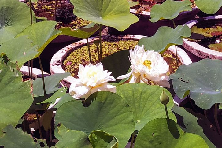Manikganj_Garden_5Sep20.jpg Manikganj_Garden_5Sep20.jpg