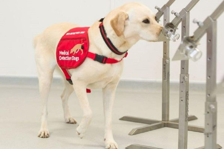 medical detection dogs