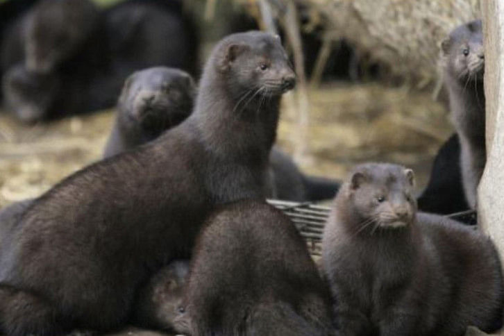 Mink-1.jpg Mink-1.jpg