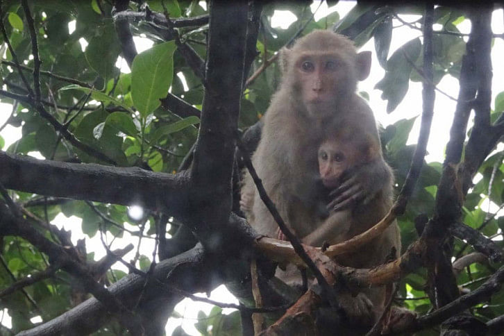 Monkey Monkey