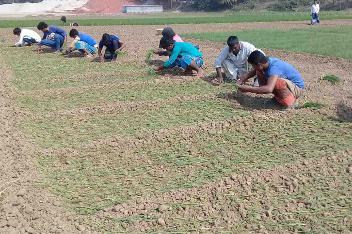 Onion_Natore_7Mar2020 Onion_Natore_7Mar2020