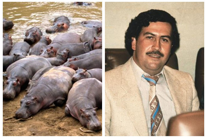Pablo Escober's Hippo.jpg Pablo Escober's Hippo.jpg