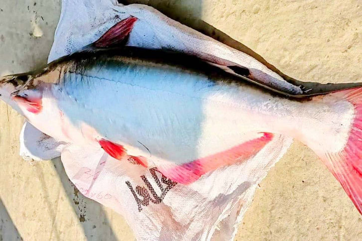 pangasius fish.jpg pangasius fish.jpg