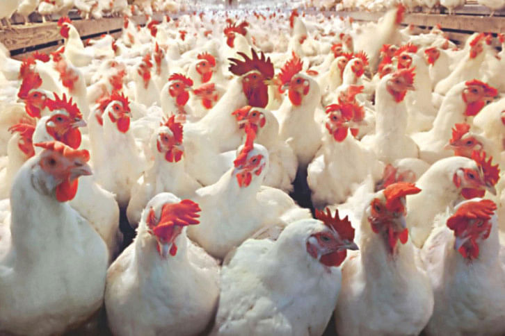 poultry industry poultry industry