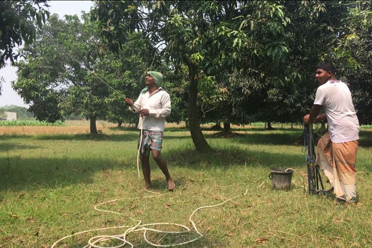 rajshahi mango rajshahi mango