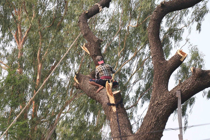 rajshahi trees rajshahi trees