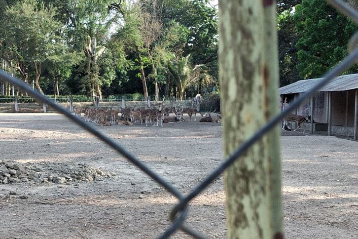 Rajshahi_Deer Rajshahi_Deer