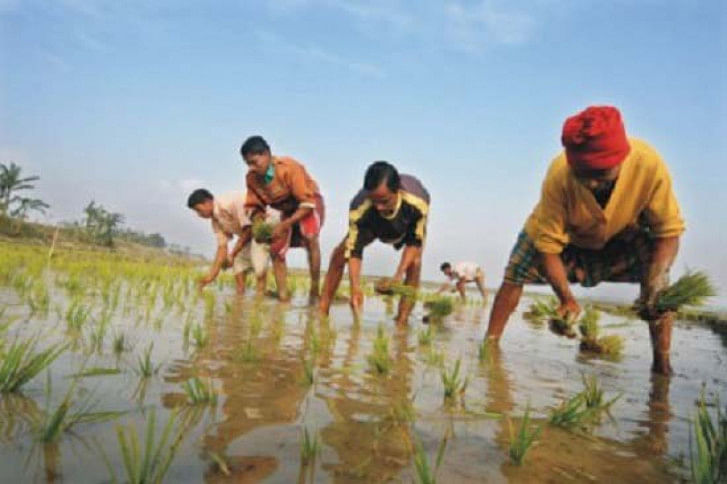 Rice Cultivation-1.jpg Rice Cultivation-1.jpg