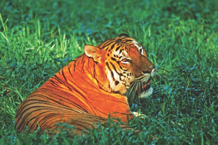 royal bengal tiger royal bengal tiger