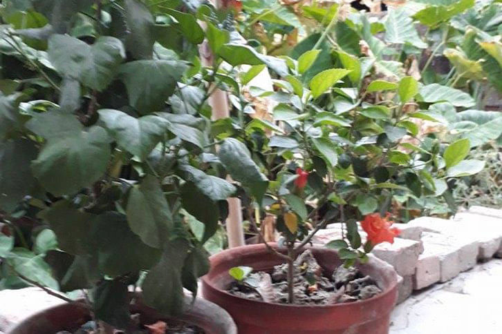 Saplings Saplings