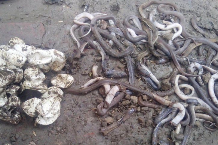 Satkhira snakes Satkhira snakes