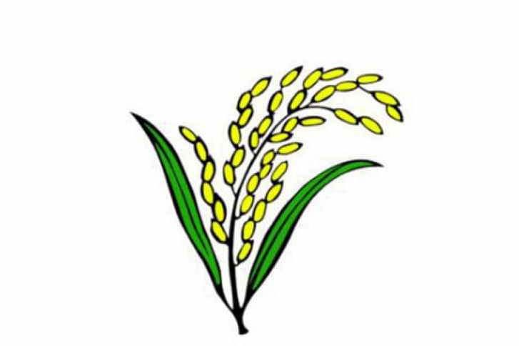 Sheaf of paddy Sheaf of paddy