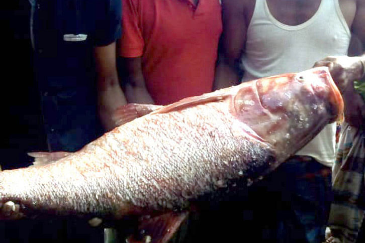 Silver carp Silver carp