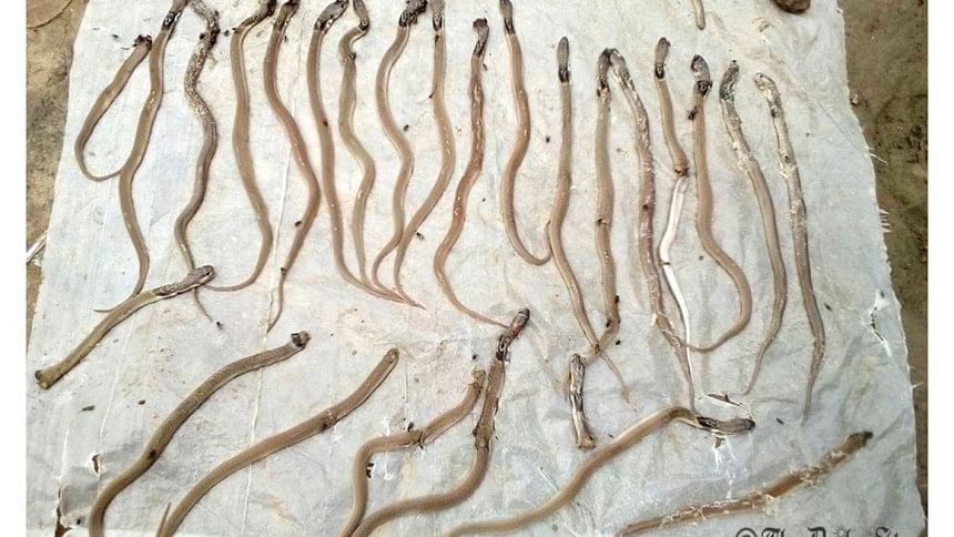 snakes snakes