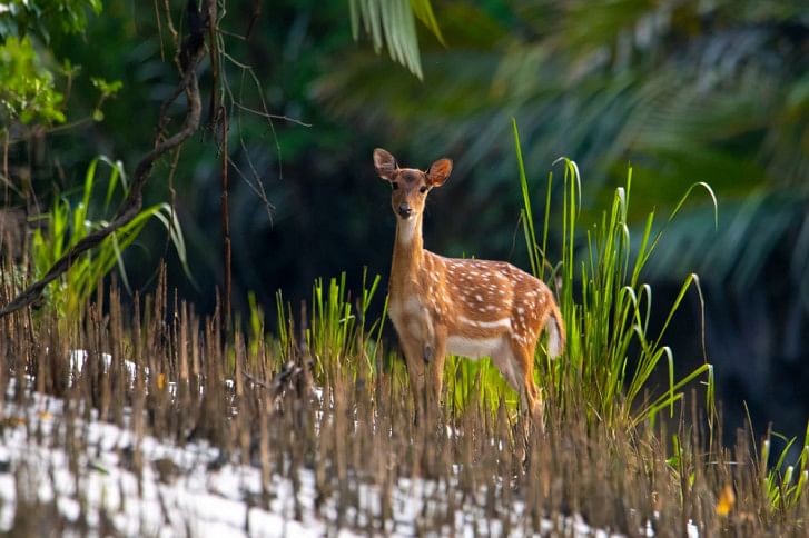 Sundarban Sundarban